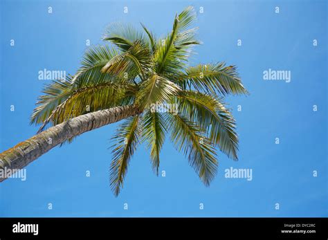 Under A Coconut Tree With Blue Sky In Background Stock Photo Alamy