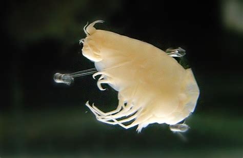 Man-made chemicals in deepest sea | Earth | EarthSky