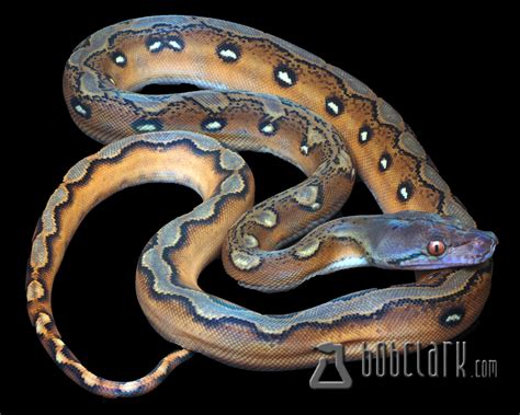 Sunfire Reticulated Python Traits Morphpedia