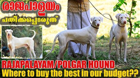 Best Rajapalayam Dogs In Kerala കേരളത്തിൽ ഏറ്റവും നല്ല രാജപാളയം