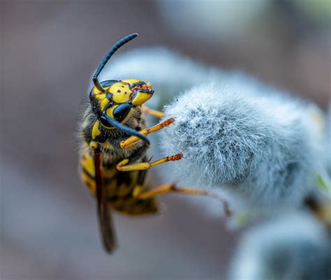 Eastern yellowjacket - PEST CONTROL CANADA