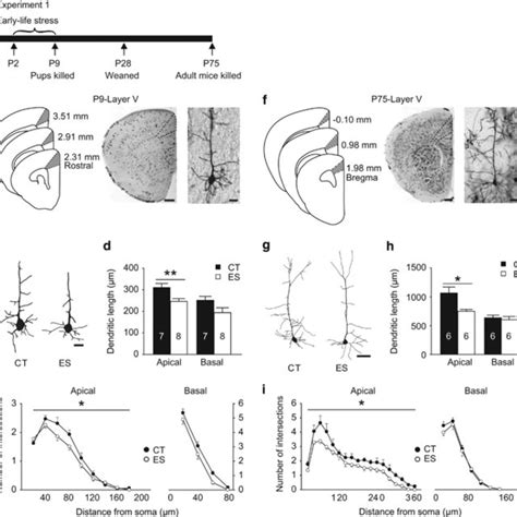 Figure S The Adverse Effects Of Early Life Stress On Apical Dendritic