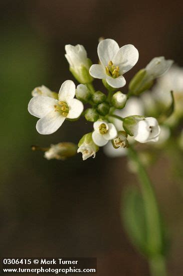 Thlaspi Montanum Var Montanum Fendler S Pennycress Wildflowers Of