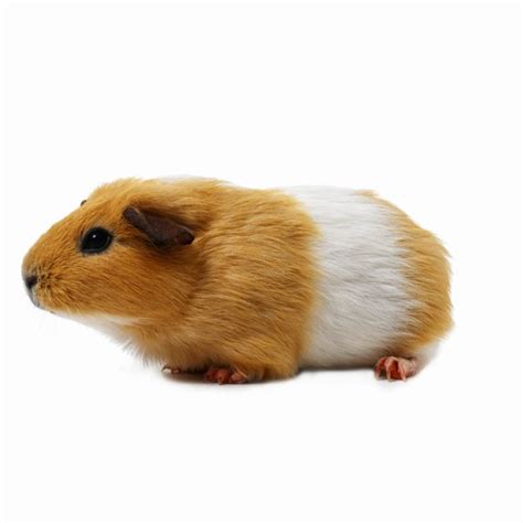 What Does It Mean When a Guinea Pig Runs Around Really Fast? | Animals ...