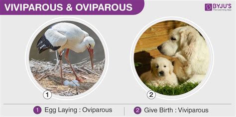 An Overview On Viviparous, Oviparous & Development Of Embryo