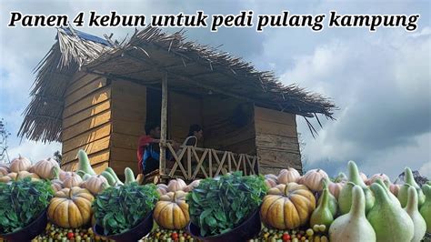 PANEN 4 KEBUN DI BANTU BANG BAHOK UNTUK PEDI PULANG KAMPUNG YouTube