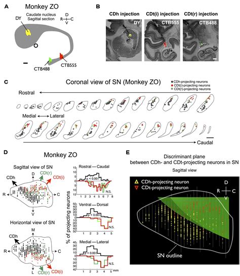 Frontiers Separate Groups Of Dopamine Neurons Innervate Caudate Head