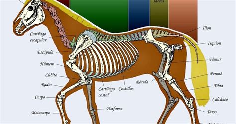 Unvm Esqueleto Equino Esqueleto Equino