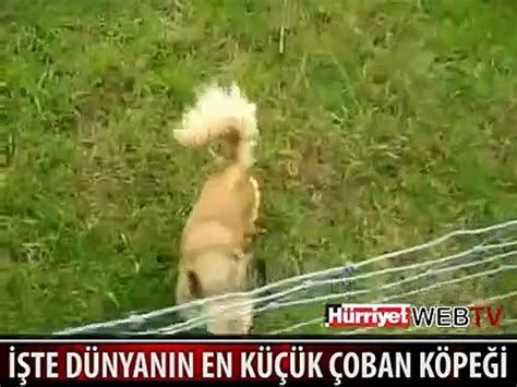 DÜNYANIN EN KÜÇÜK ÇOBAN KÖPEĞİ Dailymotion Video