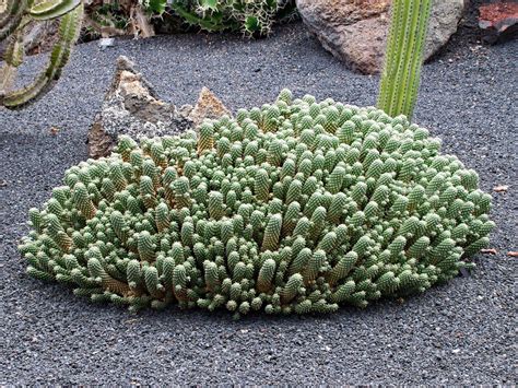 Plantas Faner Gamas Qu Son Caracter Sticas Y Ejemplos Resumen