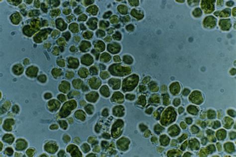 06410284 A Microscopic View Of Algae Reference Material Ta Flickr