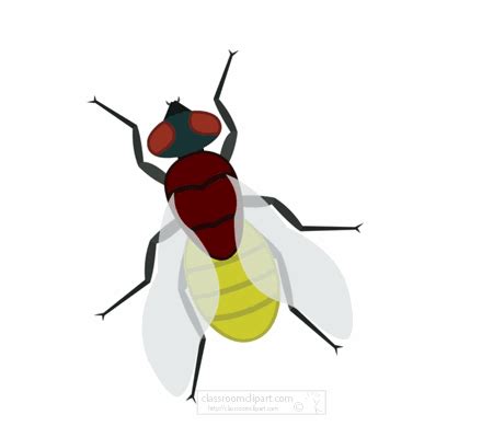 Animals Animated Clipart: insect-house-fly-animation-6