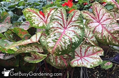 Caladium Plant Care Growing Guide Get Busy Gardening