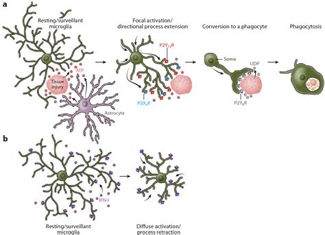 Figure 2 From Microglia Development And Function Semantic Scholar