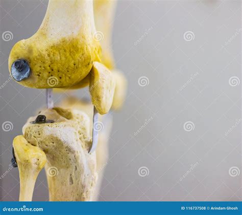 Lateral Side View Of Articulated Femur Tibia Fibula Patella Bones