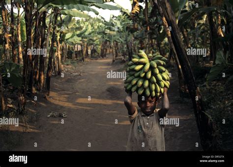 Banana Plantation Uganda Stock Photos And Banana Plantation Uganda Stock