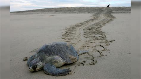 M Xico Encuentran Muertas Entre Redes De Pesca A Tortugas En