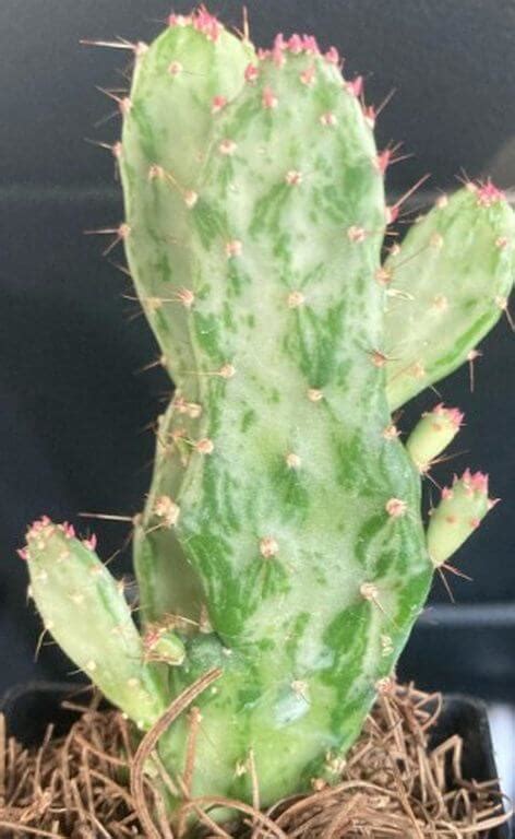 Cactus Turning White Cause And Care Guide