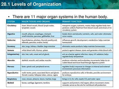 11 Organ Systems Of The Human Body Diagram