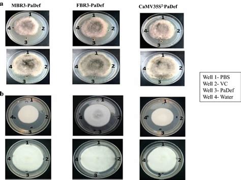 In Vitro Agar Plate Diffusion Assays Against A Alternaria Alternata