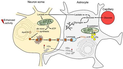 Antioxidants Free Full Text Pathophysiology Of Lipid Droplets In