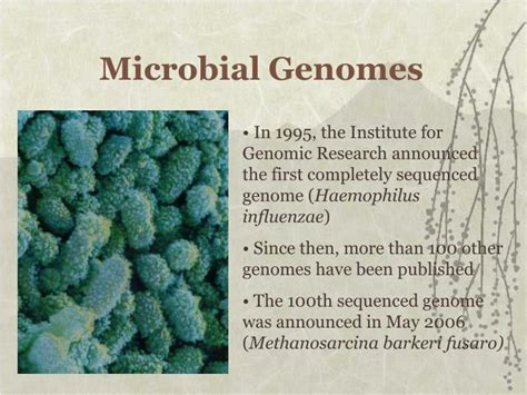 PPT - Microbial Genomes PowerPoint Presentation, free download - ID:1453821