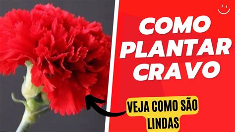 Guia prático Como plantar um cravo facilmente em seu jardim