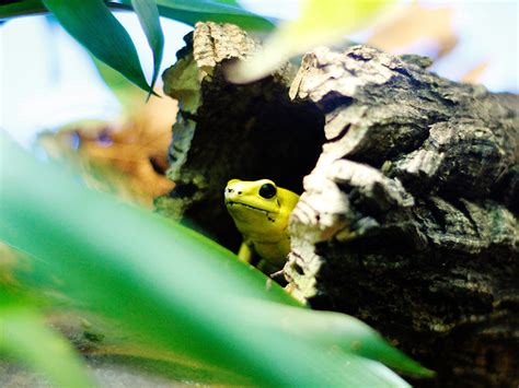 ventilador Franco dígito que comen las ranas verdes bebes pimienta