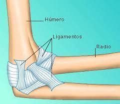 Biomecánica de los tendones y ligamentos Mind Map