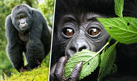 Fear for future of eastern gorillas as they are one step away from ...