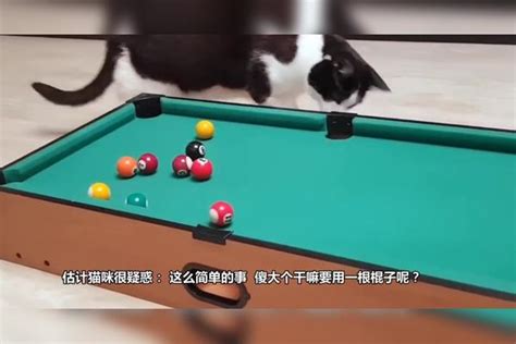 猫咪和主人打乒乓，猫：不是我吹，我躺着跟你打你都打不过我 乒乓 主人 猫咪