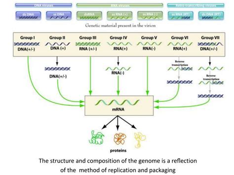 Ppt Virus Structure Genome Powerpoint Presentation Free Download