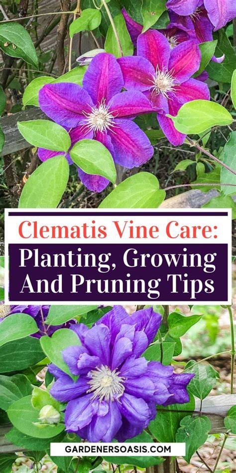 Clematis Vine Care Planting Growing And Pruning Tips Clematis Vine