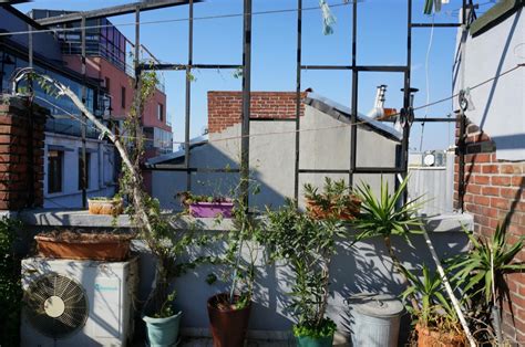 7 Eco-Conscious Green Roof Plants That Transform Urban Environments ...