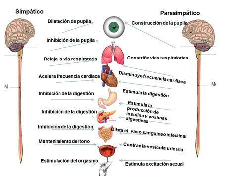 El Sistema Nervioso Parasimp Tico Demedicina