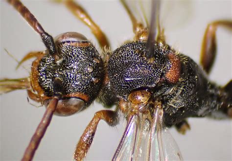 Nomada Cf Fusca Female Head Thorax Gentleshaw Common Flickr