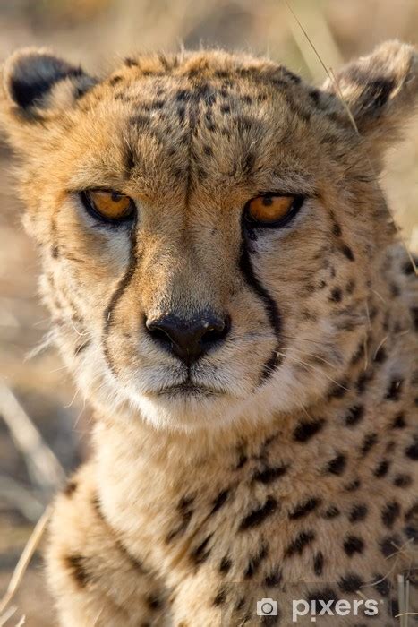 Fototapete Gepard Acinonyx Jubatus Portrait Pixers Ch