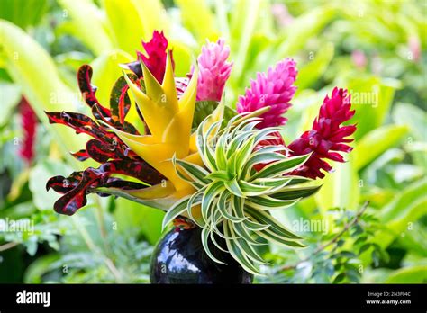 Colorful Tropical Flower Arrangement In Vase With A Forest Background