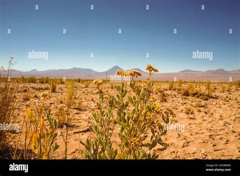 Plants in the driest desert in the world Stock Photo - Alamy