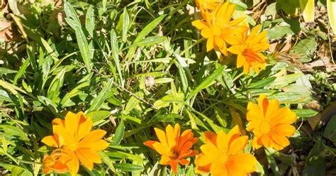 Plantas De Huerta Otea Salamanca Gazania Gazania Krebsiana