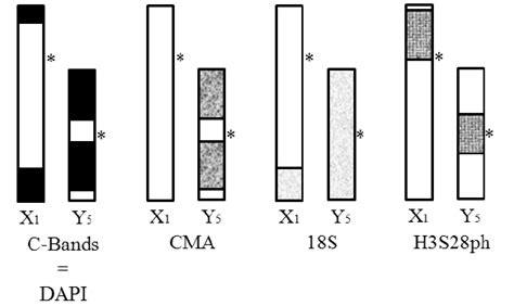 Cytogenetic Summary Of Sexual Chromosome Pair Ideogram Of Sex Download Scientific Diagram