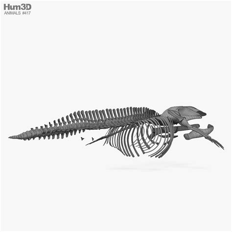 Blue Whale Skeleton Hd 3d Model Animals On Hum3d