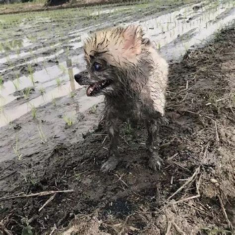 刚下完雨千万别遛狗，否则。。。 知乎