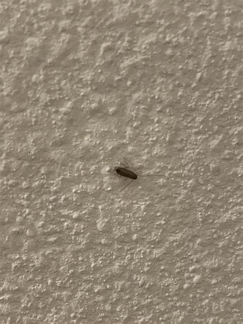 Is this a German Cockroach? Or something else? : r/bugidentification