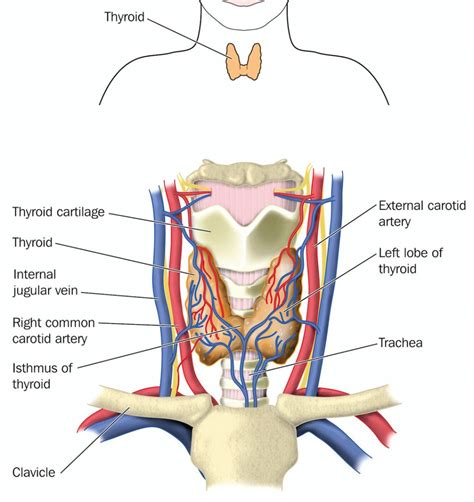 Thyroid Gland Anatomy Structures Otolaryngology Specialists Of North Texas