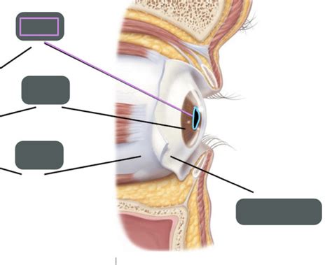 Special Senses Eye Flashcards Quizlet