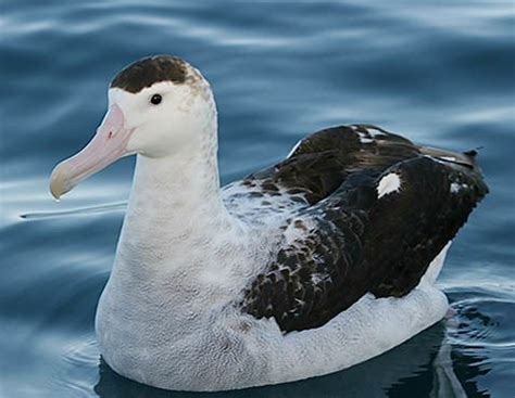 Great albatross - Alchetron, The Free Social Encyclopedia