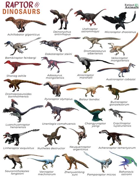 Raptor Dinosaurs – Facts, List, Pictures