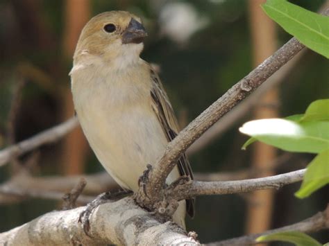 Foto Golinho Sporophila Albogularis Por Pedro J Nior Nunes Wiki