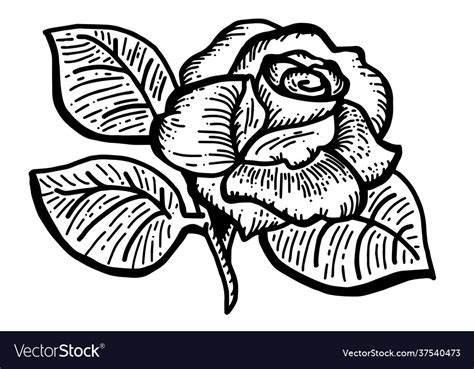 Silhouette A Rose Flower On White Background Vector Image